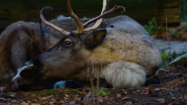 Close Reindeer Relaxing Ground Woods Sunny Day Autumn — 图库视频影像