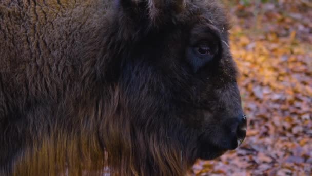 Close Van Bizons Staan Het Bos — Stockvideo