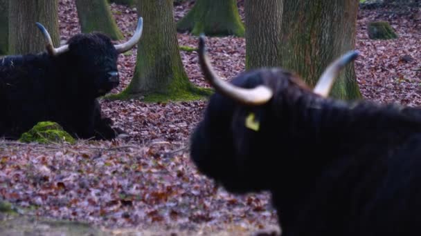 Rlanda Sığırı Sırttan Öne Odaklanır Sonbaharda Güneşli Bir Günde Yürüyen — Stok video