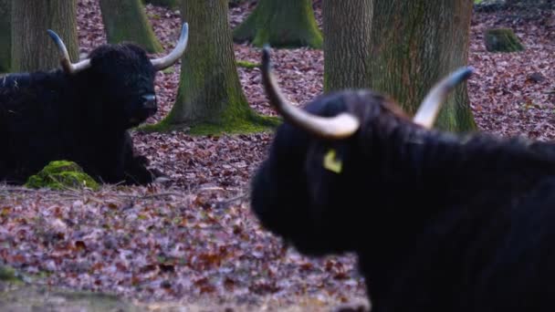 Zwei Irische Hochlandrinder Fokussieren Sich Von Hinten Nach Vorne Und — Stockvideo