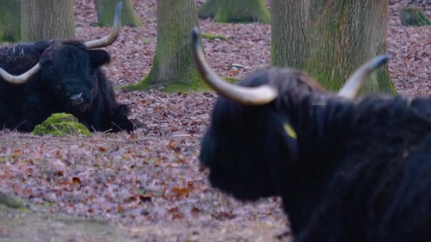 Zwei Irische Hochlandrinder Fokussieren Sich Von Hinten Nach Vorne Und — Stockvideo