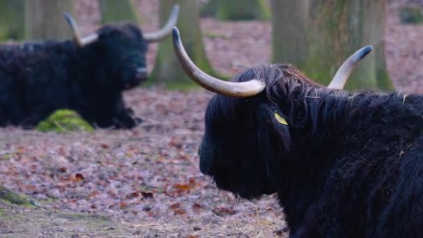 Two Irish Highland Cattle Rack Focus Back Front Deer Walking — Stock Video
