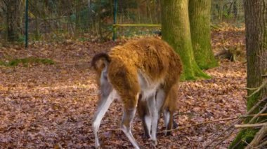 İki Guanaco 'nun kavgası, sonbaharda ormanda birbirini itiyor..