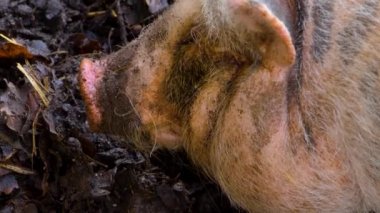  Göbekli domuza yakın, sonbaharda çamurda duruyor..