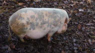  Göbekli domuza yakın, sonbaharda çamurda duruyor..