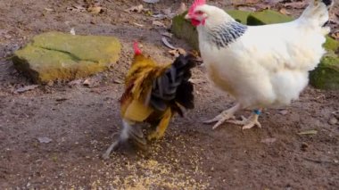 Horoz 'un etrafını sarın.