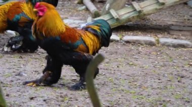 Horoz 'un etrafını sarın.