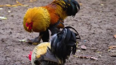 Horoz 'un etrafını sarın.