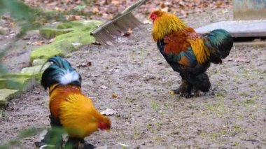 Horoz 'un etrafını sarın.