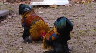 Horoz 'un etrafını sarın.