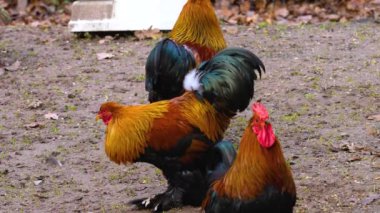Horoz 'un etrafını sarın.