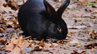  Siyah cüce tavşana yaklaş. Yerde otururken.