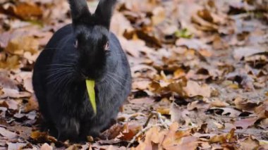  Siyah cüce tavşana yaklaş. Yerde otururken.