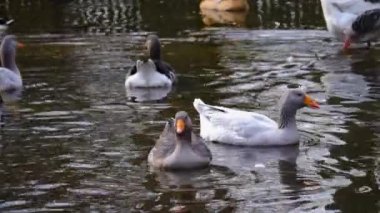  Göl kenarındaki bir kazın yanına..