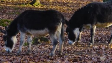 Close up of  donkey, ass standing in the forest on a sunny day in autumn.