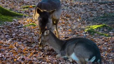 Sonbaharın güneşli bir gününde ormandaki baraj geyiğine yakın.