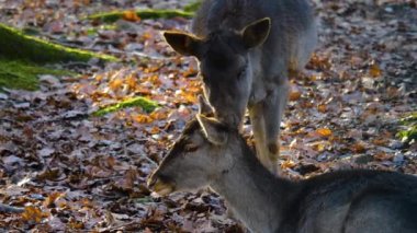 Sonbaharın güneşli bir gününde ormandaki baraj geyiğine yakın.