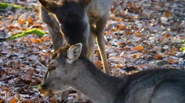 Sonbaharın güneşli bir gününde ormandaki baraj geyiğine yakın.