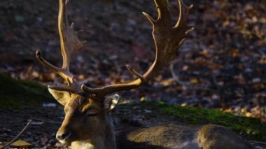 Sonbaharın güneşli bir gününde ormandaki baraj geyiğine yakın.