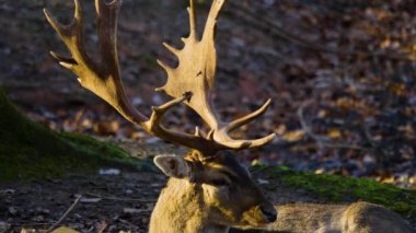 Sonbaharın güneşli bir gününde ormandaki baraj geyiğine yakın.