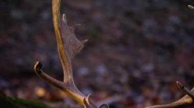 Sonbaharın güneşli bir gününde ormandaki baraj geyiğine yakın.
