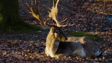 Sonbaharın güneşli bir gününde ormandaki baraj geyiğine yakın.