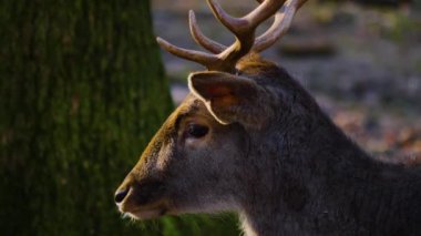 Sonbaharın güneşli bir gününde ormandaki baraj geyiğine yakın.