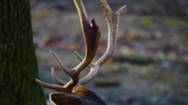 Sonbaharın güneşli bir gününde ormandaki baraj geyiğine yakın.