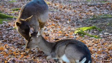 Sonbaharın güneşli bir gününde ormandaki baraj geyiğine yakın.