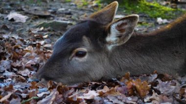 Sonbaharın güneşli bir gününde ormandaki baraj geyiğine yakın.