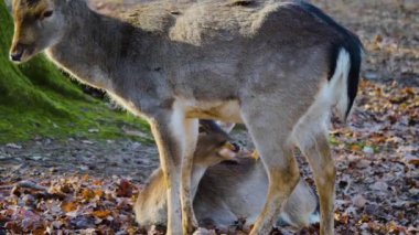 Sonbaharın güneşli bir gününde ormandaki baraj geyiğine yakın.