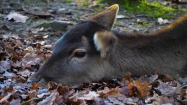 Sonbaharın güneşli bir gününde ormandaki baraj geyiğine yakın.