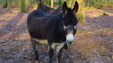 Close up of  donkey, ass standing in the forest on a sunny day in autumn.
