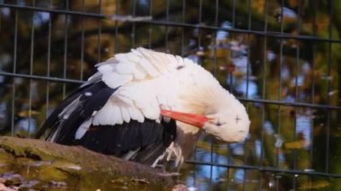 Sonbaharın güneşli bir gününde etrafta dikilen beyaz leylekleri kapatın.