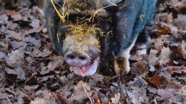 Göbekli domuza yakın, sonbaharda etrafı kokluyor ve araştırıyor..
