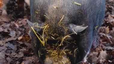 Göbekli domuza yakın, sonbaharda etrafı kokluyor ve araştırıyor..