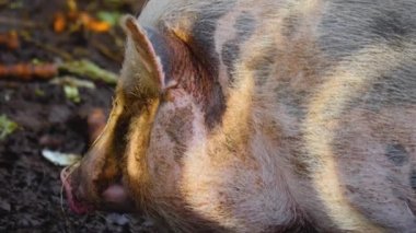 Göbekli domuza yakın, sonbaharda etrafı kokluyor ve araştırıyor..