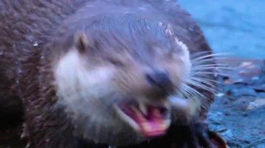 Sonbaharda güneşli bir günde kayanın üstünde yemek yiyen su samuru.