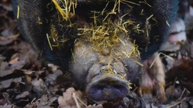 Göbekli domuza yakın, sonbaharda etrafı kokluyor ve araştırıyor..