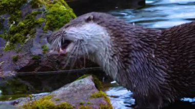 Sonbaharda güneşli bir günde kayanın üstünde yemek yiyen su samuru.