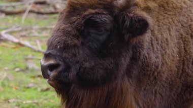  Ormanda duran bizonun yakınına..