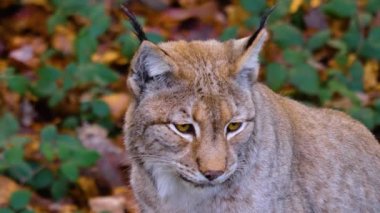 Sonbaharın güneşli bir gününde ormanda vaşak kedisine yakın.