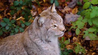Sonbaharın güneşli bir gününde ormanda vaşak kedisine yakın.