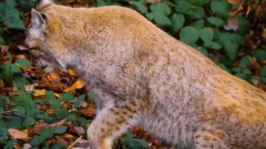 Sonbaharın güneşli bir gününde ormanda vaşak kedisine yakın.