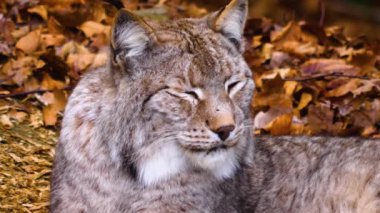 Sonbaharın güneşli bir gününde ormanda vaşak kedisine yakın.