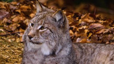 Sonbaharın güneşli bir gününde ormanda vaşak kedisine yakın.