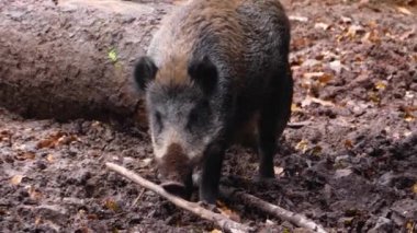  Sonbaharda çamura batmış yaban domuzu gibi.