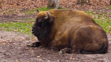 Bizonun yere oturup başını çevirmesine yakın durun..