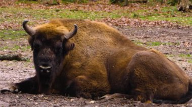 Bizonun yere oturup başını çevirmesine yakın durun..