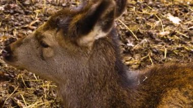 Sonbaharda ormanda Kızıl Geyik 'e yaklaş.